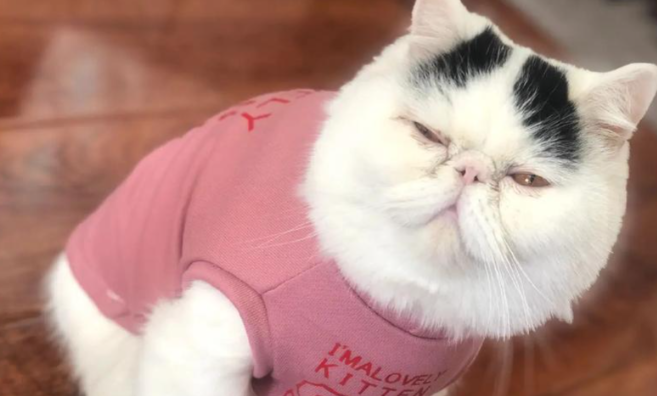 加菲猫互动技巧介绍:被动式亲密里的相处哲学 加菲猫互动技巧介绍:被动式亲密里的相处哲学