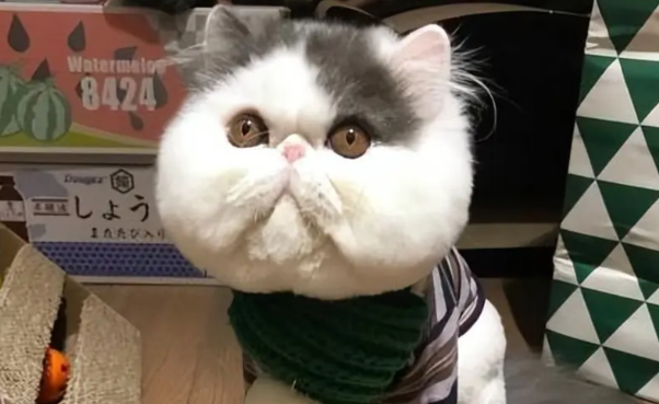 为什么很多人喜爱加菲猫?慵懒表象下藏着细腻的情感世界 为什么很多人喜爱加菲猫?慵懒表象下藏着细腻的情感世界