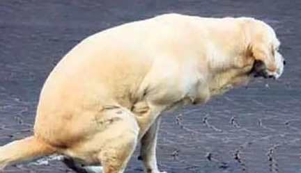 狗狗便秘可以吃肠胃宝吗 狗狗便秘可以吃肠胃宝吗