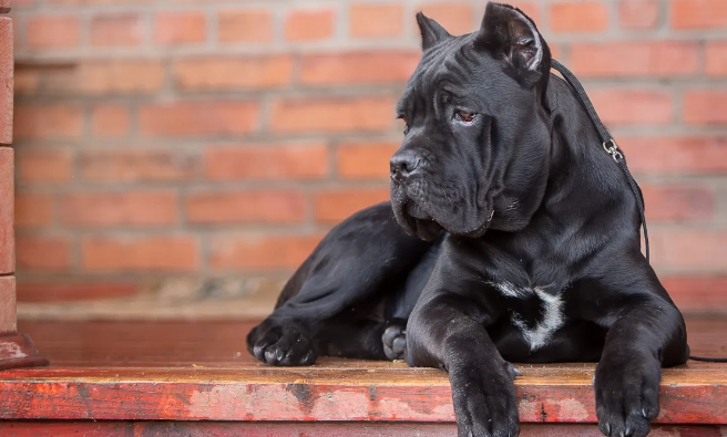 养宠必看！卡斯罗犬发情期的行为引导！
