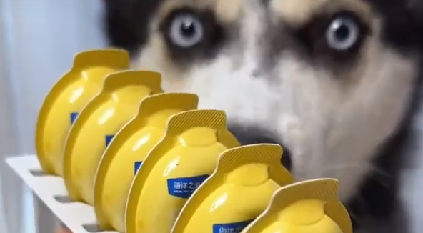 好吃又营养的狗狗零食中，选海洋之星宠物牛奶冻干奶酪棒