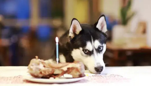 让宠物和人一起吃饭,海底捞拼了 让宠物和人一起吃饭,海底捞拼了