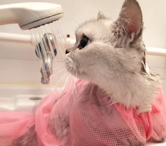 贝乐佳猫咪洗澡袋好用吗