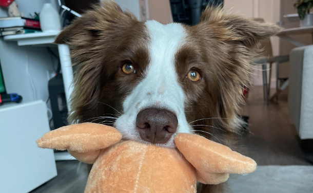 研究发现天赋异禀的狗具有人类般的“词语标签”理解能力 研究发现天赋异禀的狗具有人类般的“词语标签”理解能力