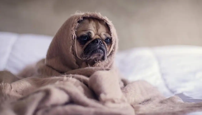 狗狗胆囊炎会出现腹痛吗 狗狗胆囊炎会出现腹痛吗