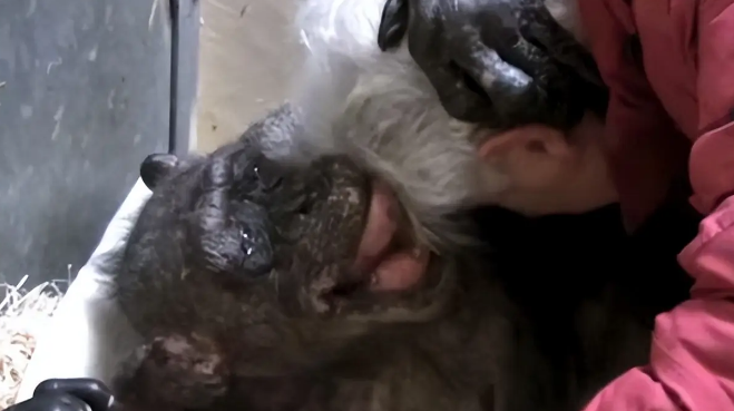 59岁黑猩猩拒绝进食,直到听到了熟悉的声音后,奇迹居然发生了 59岁黑猩猩拒绝进食,直到听到了熟悉的声音后,奇迹居然发生了