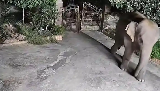 “吃货”大象成精了！深夜推门而入开启自助餐