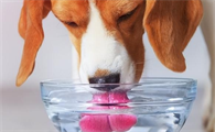 狗狗脱水的急救办法