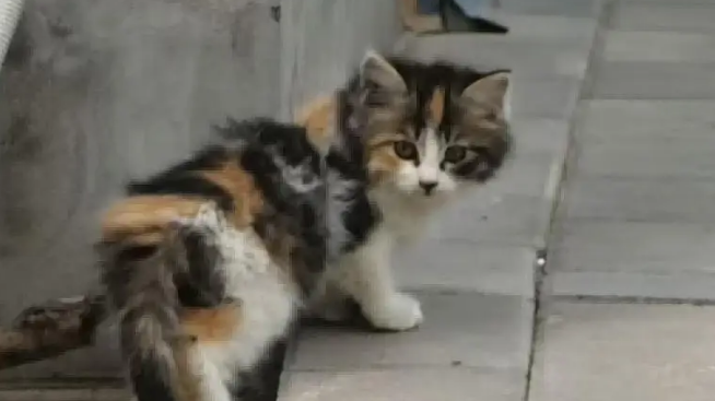 爸爸吐槽猫不会抓老鼠,结果……被猫“报复” 爸爸吐槽猫不会抓老鼠,结果……被猫“报复”