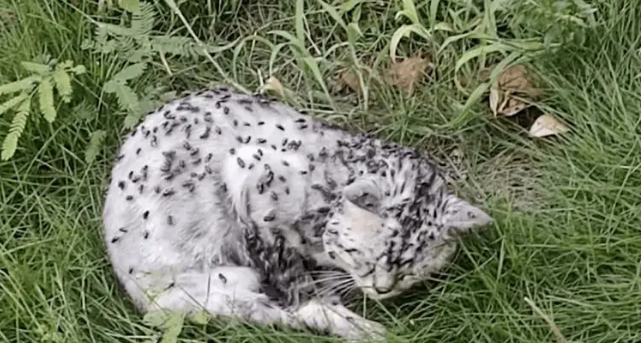 小姐姐发现一只被苍蝇包围的流浪猫,幸好小姐姐比死神先来到 小姐姐发现一只被苍蝇包围的流浪猫,幸好小姐姐比死神先来到