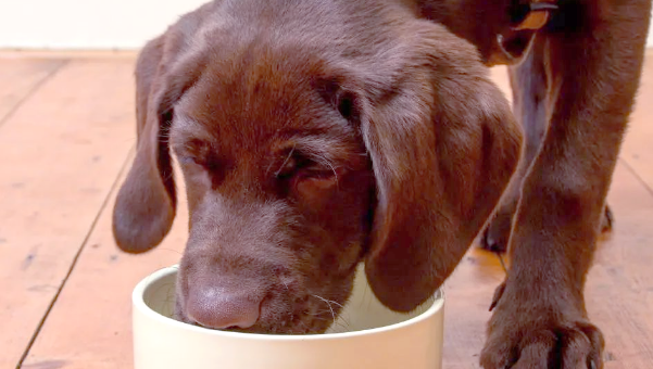 狗狗呕吐带血丝是怎么回事 狗狗呕吐带血丝是怎么回事