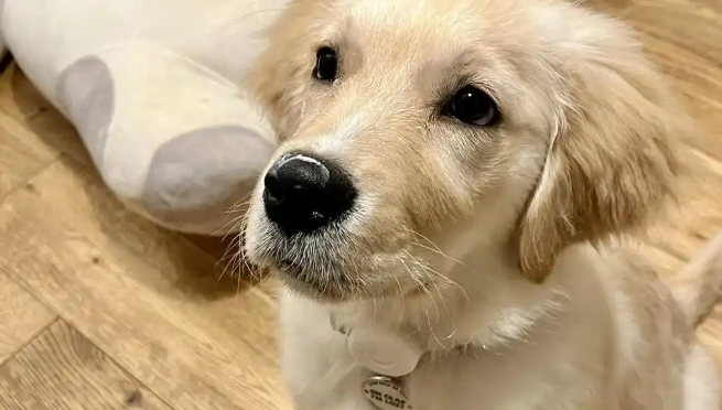 狗狗拉白色粘稠物是什么原因 狗狗拉白色粘稠物是什么原因