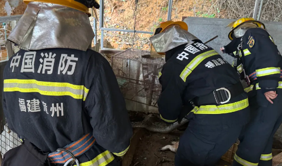 可怕!13斤大蟒蛇闯入东山民宅! 可怕!13斤大蟒蛇闯入东山民宅!