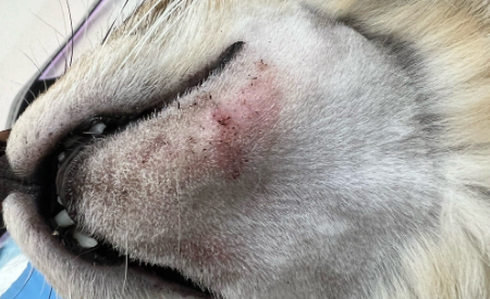 猫咪皮肤病会传染给健康的猫吗