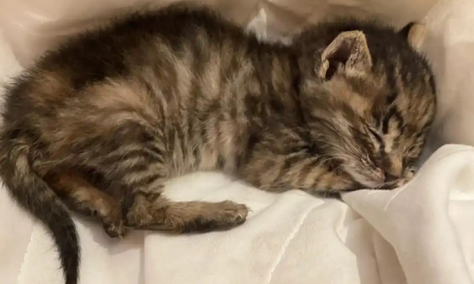 幼猫生长迟缓是甲亢吗 幼猫生长迟缓是甲亢吗