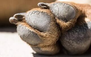 狗狗脚垫干裂会是疾病引起吗? 狗狗脚垫干裂会是疾病引起吗?