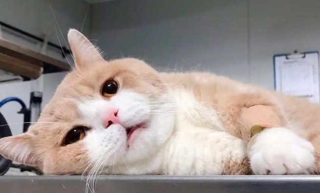 猫抑郁症原因有哪些 猫抑郁症原因有哪些