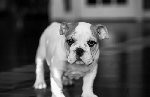 英国斗牛犬忠诚吗？肌肉发达的忠诚伴侣！