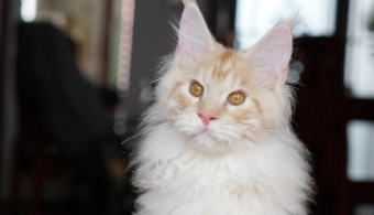 缅因猫属于什么档次?今天来了解一下! 缅因猫属于什么档次?今天来了解一下!