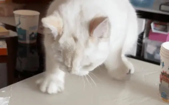 女子出差把猫寄养在舅妈家,小猫犯错后的行为让人惊讶 女子出差把猫寄养在舅妈家,小猫犯错后的行为让人惊讶