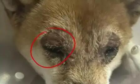 狗狗眼睛流脓可能是什么病？