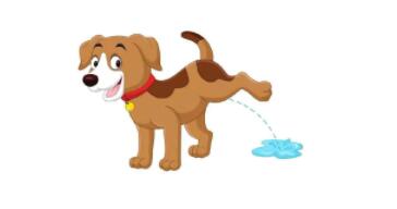 狗狗多饮多尿是肾病信号吗? 狗狗多饮多尿是肾病信号吗?