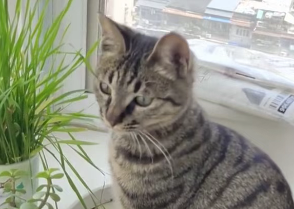 总说田园猫 “皮实耐造”?错!这 8 个喂养禁区不避开,等于在害它! 总说田园猫 “皮实耐造”?错!这 8 个喂养禁区不避开,等于在害它!