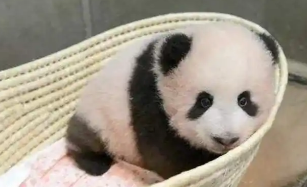 大熊猫抵达卡塔尔，靠可爱为国家创收数十亿