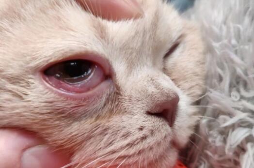 猫咪眼睛流泪发红是啥病? 猫咪眼睛流泪发红是啥病?