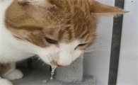 猫咪频繁呕吐是患病了吗？