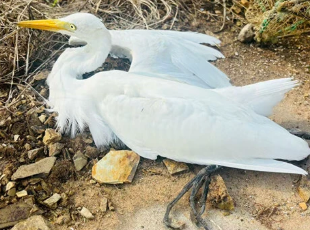 中白鹭垂翼遇险 多方接力救助