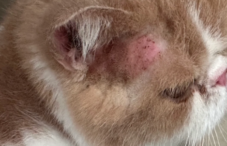 猫得皮肤病会传染给人吗 猫得皮肤病会传染给人吗