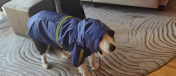 住院主人忘收芝麻,大金毛叼来雨布遮盖! 住院主人忘收芝麻,大金毛叼来雨布遮盖!