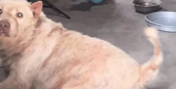 爷爷养了15年的土狗快走不动路了，见小主人还是开心的摇尾巴