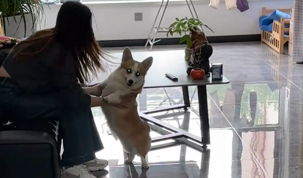 男子假装说吃柯基的馒头,柯基赶忙叼起自己的馒头 男子假装说吃柯基的馒头,柯基赶忙叼起自己的馒头