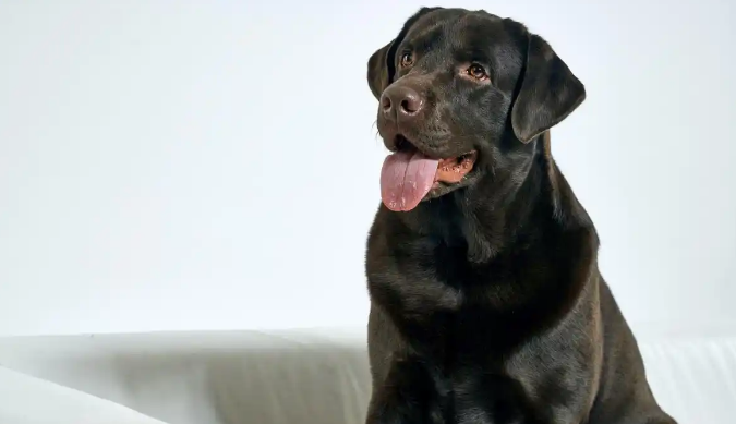 卡斯罗犬临产症状：从行为到生理全面解析