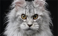 缅因猫属于什么档次？今天来了解一下！