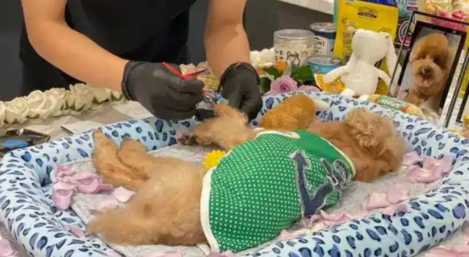 焚化炉送上门，宠物殡葬规范化刻不容缓