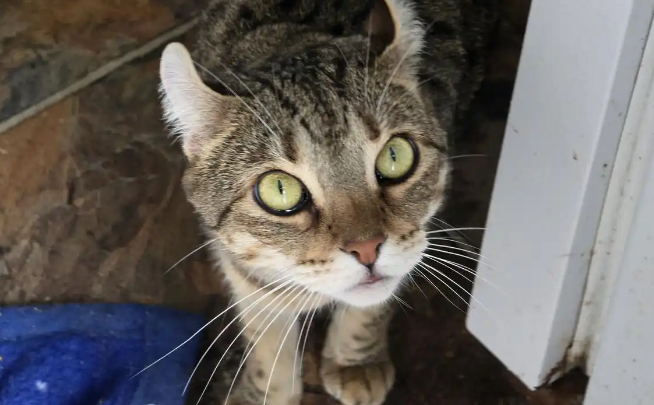 中华田园猫的寿命一般是几年?这篇文章告诉你! 中华田园猫的寿命一般是几年?这篇文章告诉你!