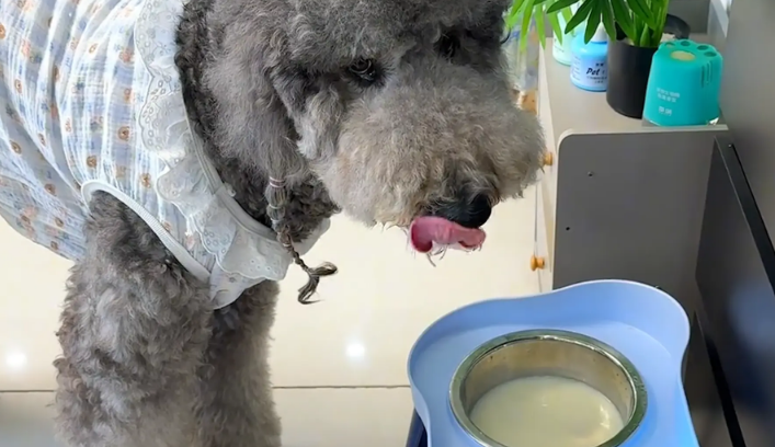 女子这天破天荒早起,发现狗子每天都有鲜奶喝 女子这天破天荒早起,发现狗子每天都有鲜奶喝