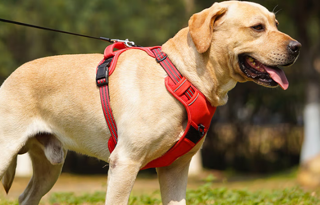 熹宠宠物牵引带怎么用 熹宠宠物牵引带怎么用