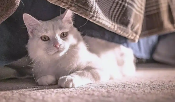 猫咪气管炎能用中药辅助治疗吗 猫咪气管炎能用中药辅助治疗吗