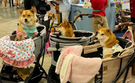 让宠物经济成为消费增长新动力