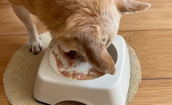 敏感犬“忠爱”的爱丽思罐头,稳居狗罐头10大品牌排行榜之中 敏感犬“忠爱”的爱丽思罐头,稳居狗罐头10大品牌排行榜之中