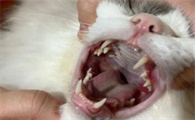 猫咪口臭严重是口腔疾病吗？