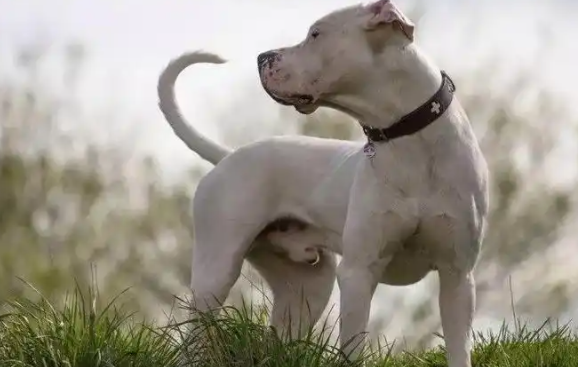阿根廷杜高犬适合家养吗？看完这篇文章你就知道了