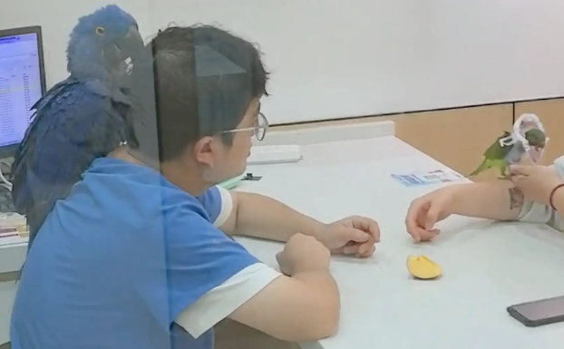 住院的小鹦鹉有分离焦虑,医生只能带着一起上班 住院的小鹦鹉有分离焦虑,医生只能带着一起上班