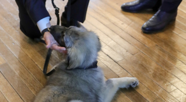 不堪过度旅游 意大利小镇对到访狗征税 不堪过度旅游 意大利小镇对到访狗征税
