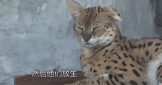 河北石家庄发现薮猫,本应在非洲的猛兽,为何在我国野外出现了? 河北石家庄发现薮猫,本应在非洲的猛兽,为何在我国野外出现了?