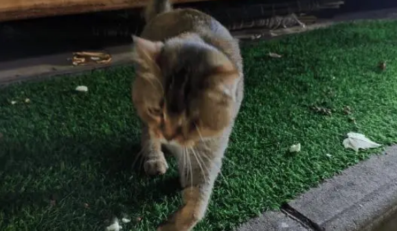 街边发现一只流浪猫，身上都是被人打伤的痕迹，依旧亲人